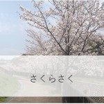 春です　さくらが満開です