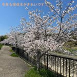 春です　さくらが満開です 2026年
