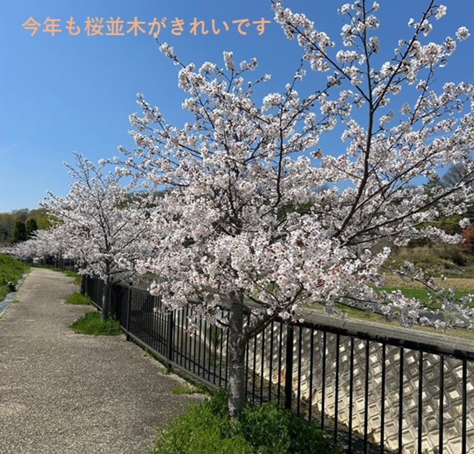 春です　さくらが満開です 2026年