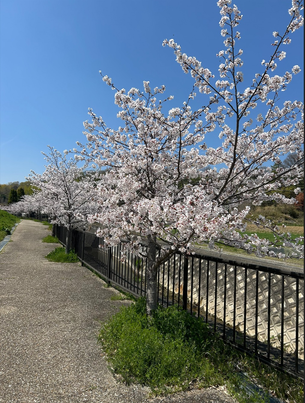 春です　さくらが満開です 2026年